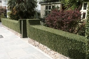 Privet hedge grown above natural stone plinth. 